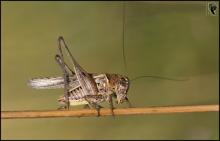 Platycleis sp. (Tettigoniidae)